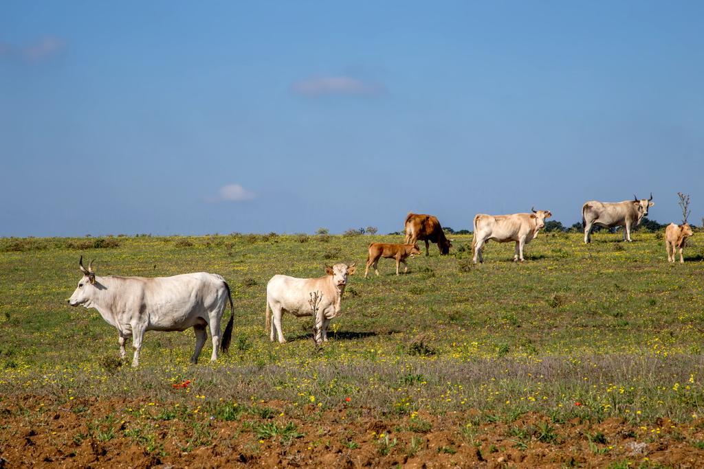 Agriturismo 4 Ricci Cerveteri Buitenkant foto